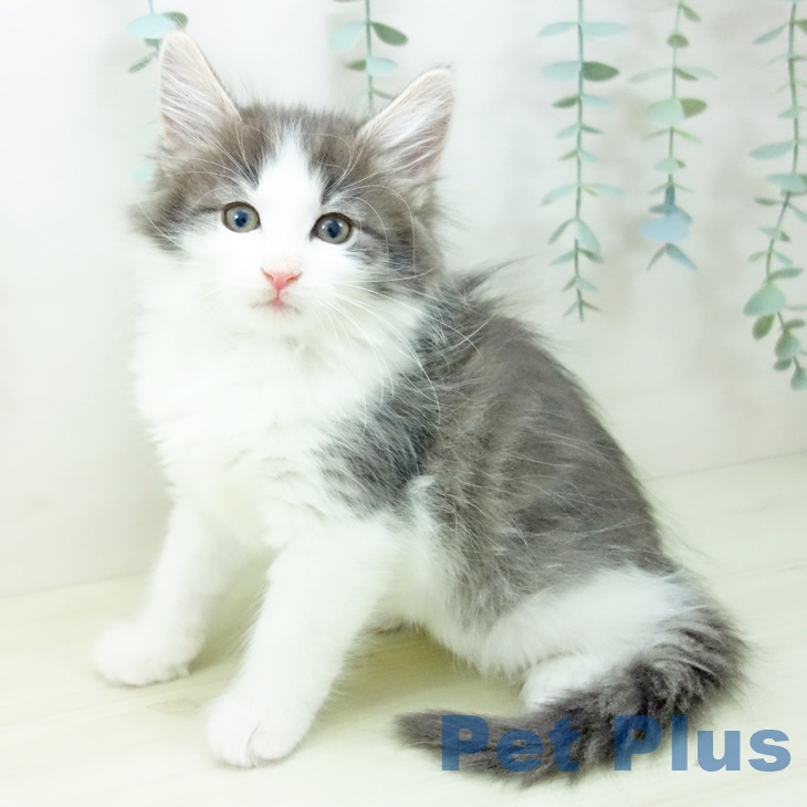 ノルウェージャンフォレストキャット