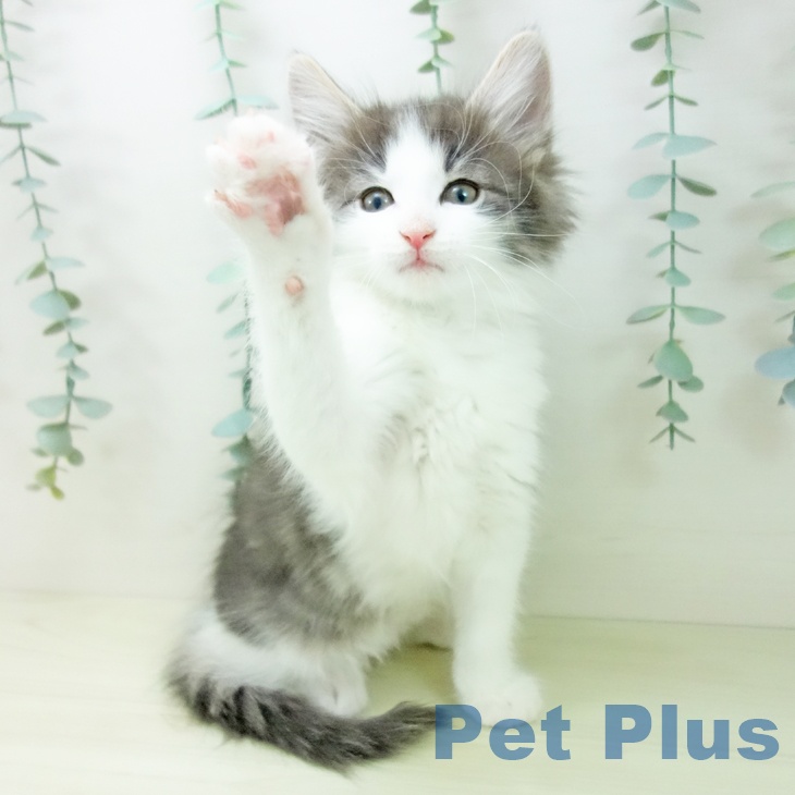 ノルウェージャンフォレストキャット