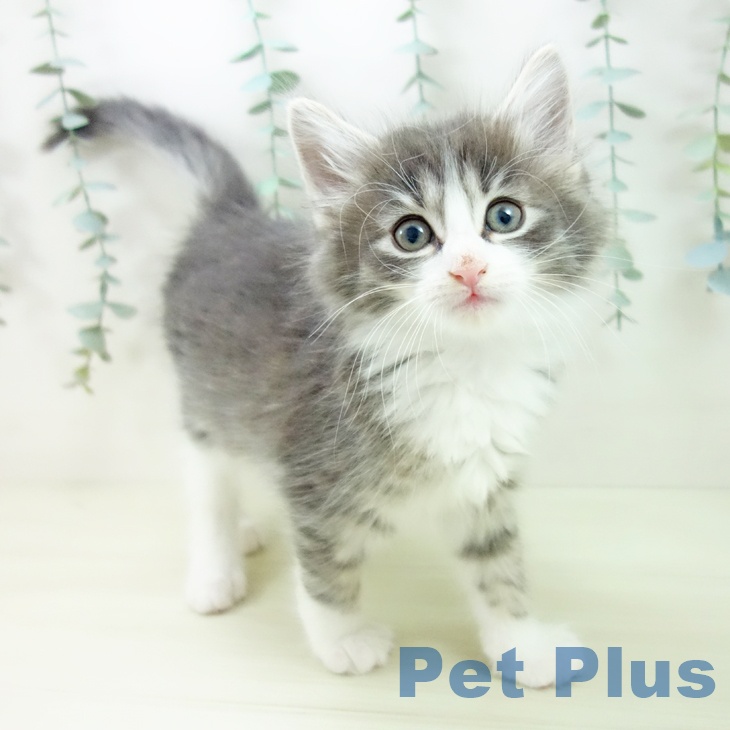 ノルウェージャンフォレストキャット