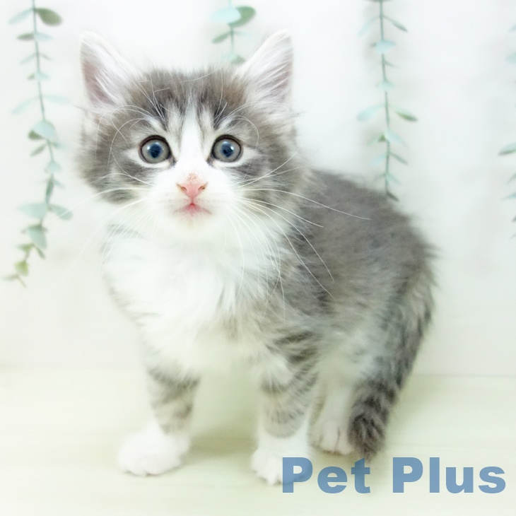 ノルウェージャンフォレストキャットの写真2