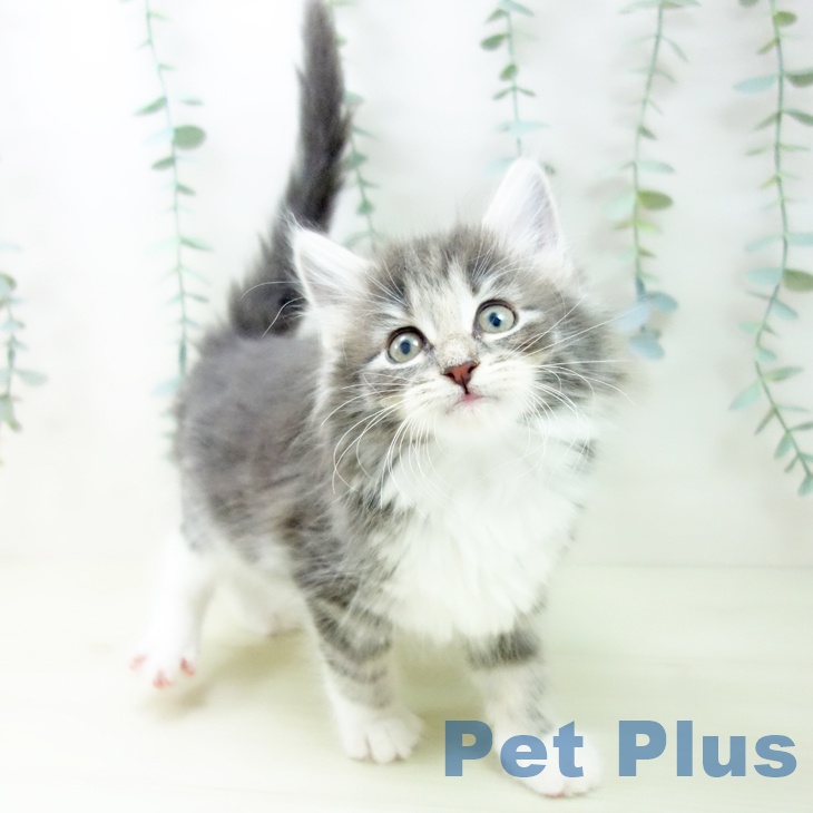 ノルウェージャンフォレストキャット