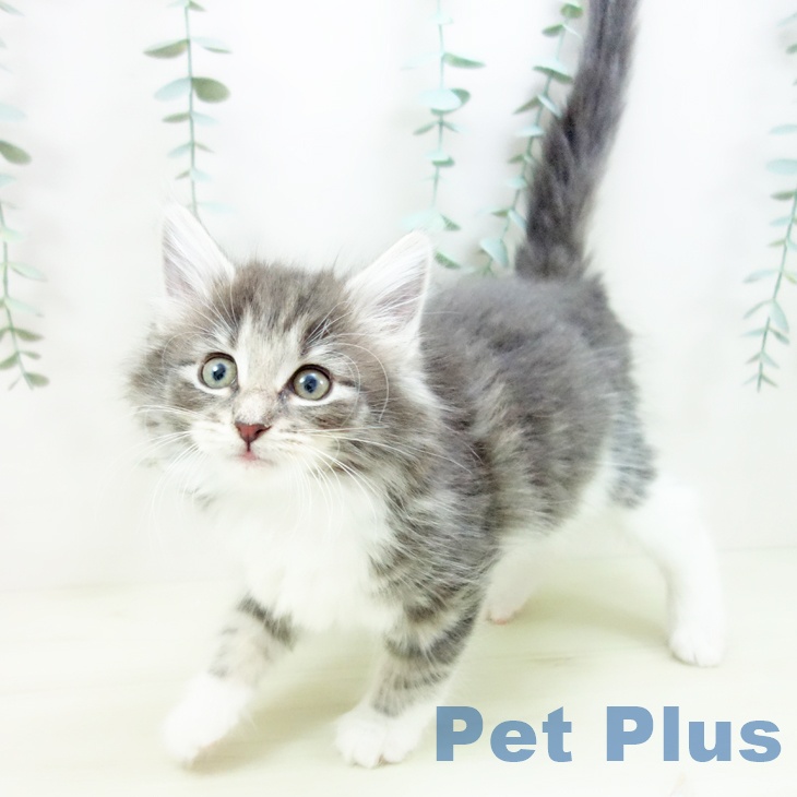 ノルウェージャンフォレストキャットの写真2