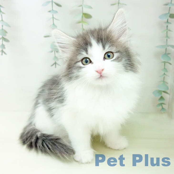 ノルウェージャンフォレストキャット