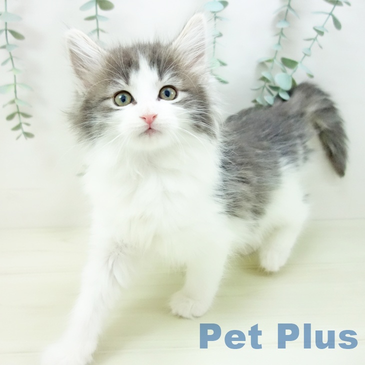 ノルウェージャンフォレストキャットの写真2