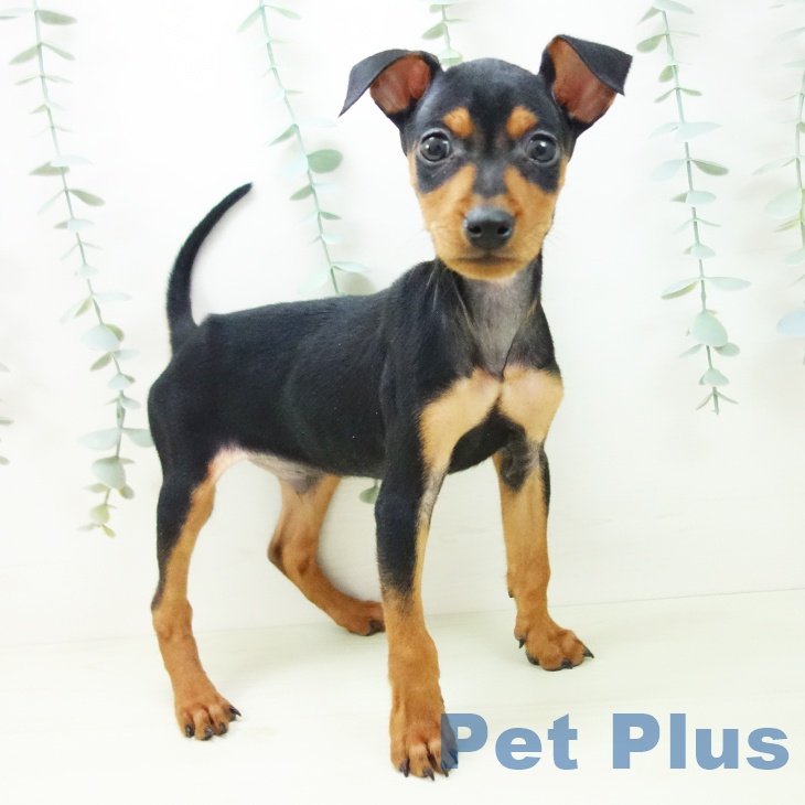 ミニチュア・ピンシャー