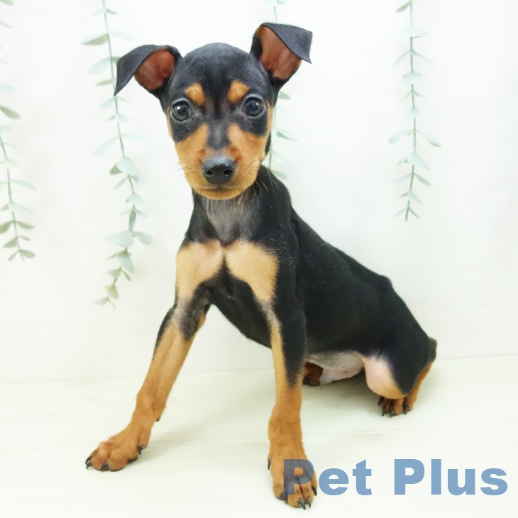 ミニチュア・ピンシャー