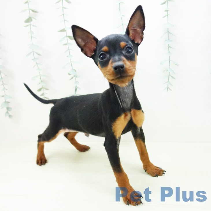 ミニチュア・ピンシャー