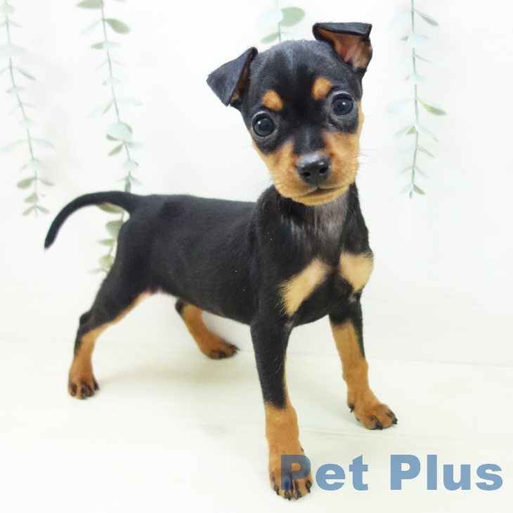 ミニチュア・ピンシャー