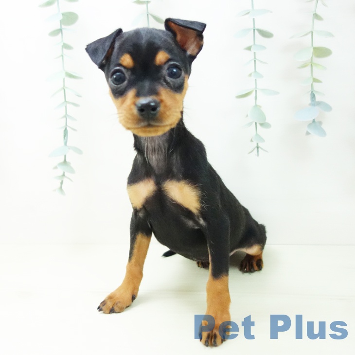 ミニチュア・ピンシャーの写真2