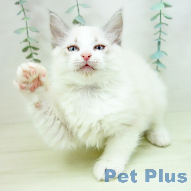 ラグドールの写真2