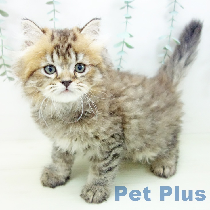 スコティッシュフォールド