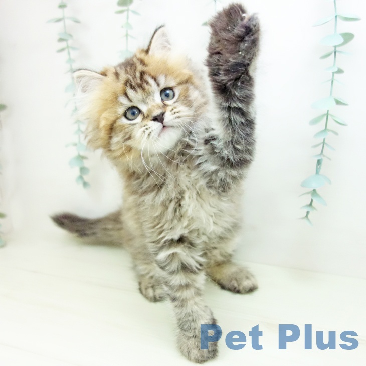 スコティッシュフォールドの写真2