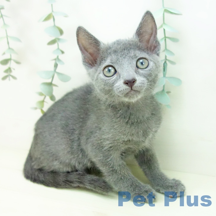 ロシアンブルー