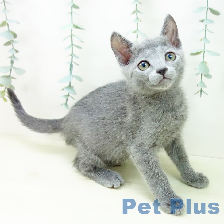 ロシアンブルー