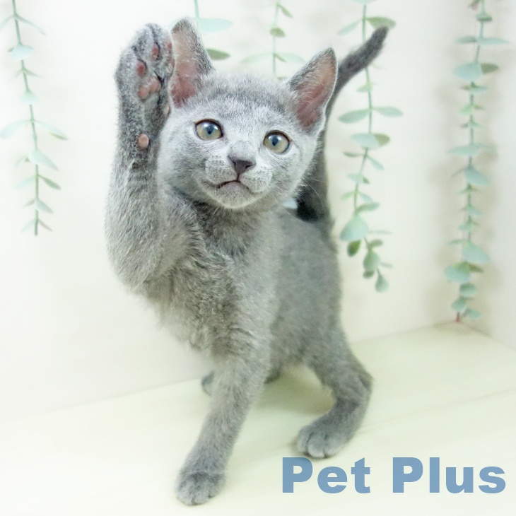 ロシアンブルーの写真2