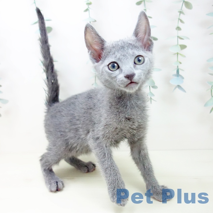 ロシアンブルー