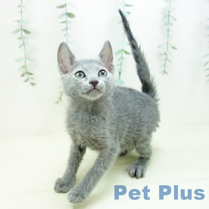 ロシアンブルーの写真2