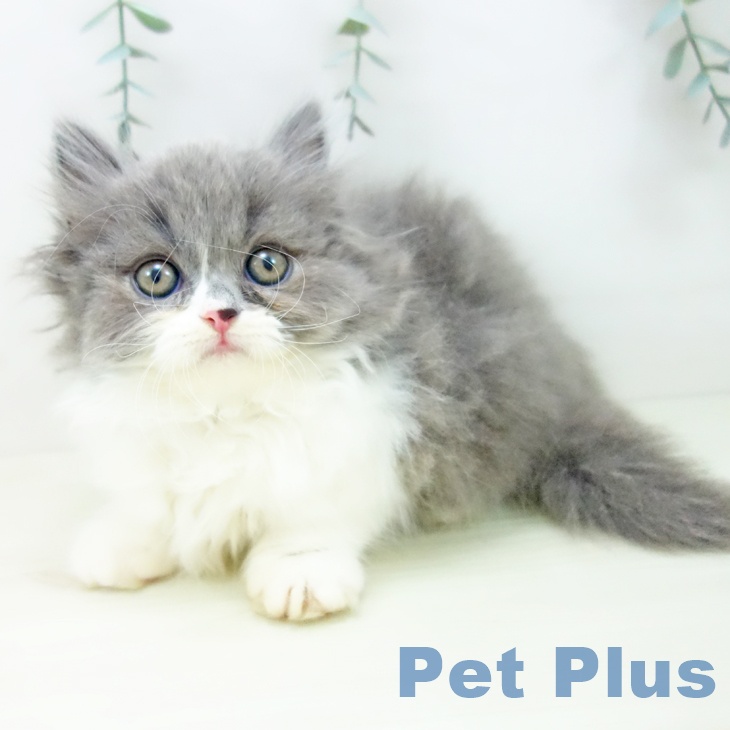 マンチカンの写真2