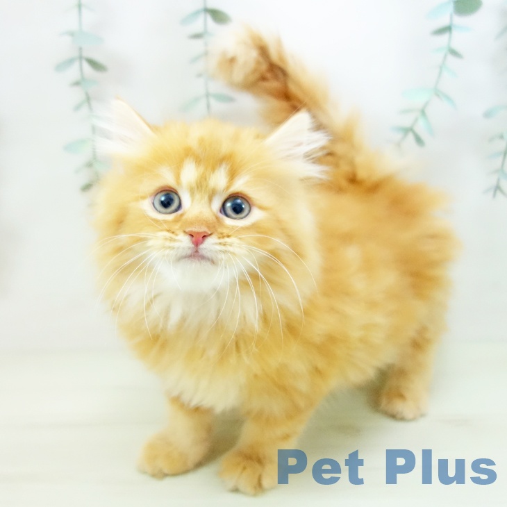 ラガマフィンの写真2