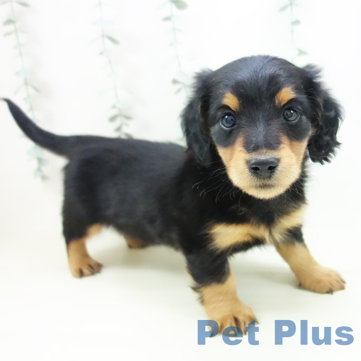 ミニチュア・ダックスフンド