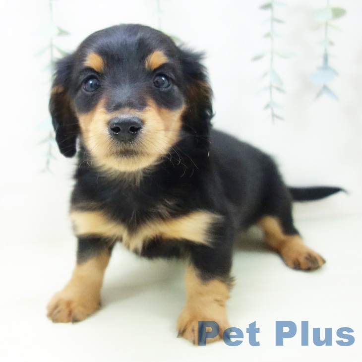 ミニチュア・ダックスフンドの写真2