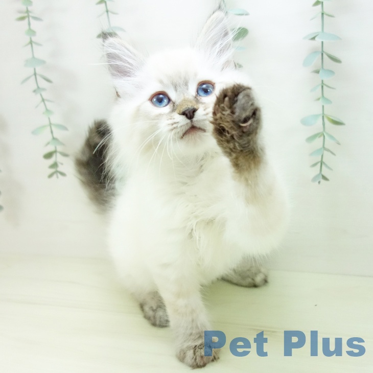 サイベリアンの写真2