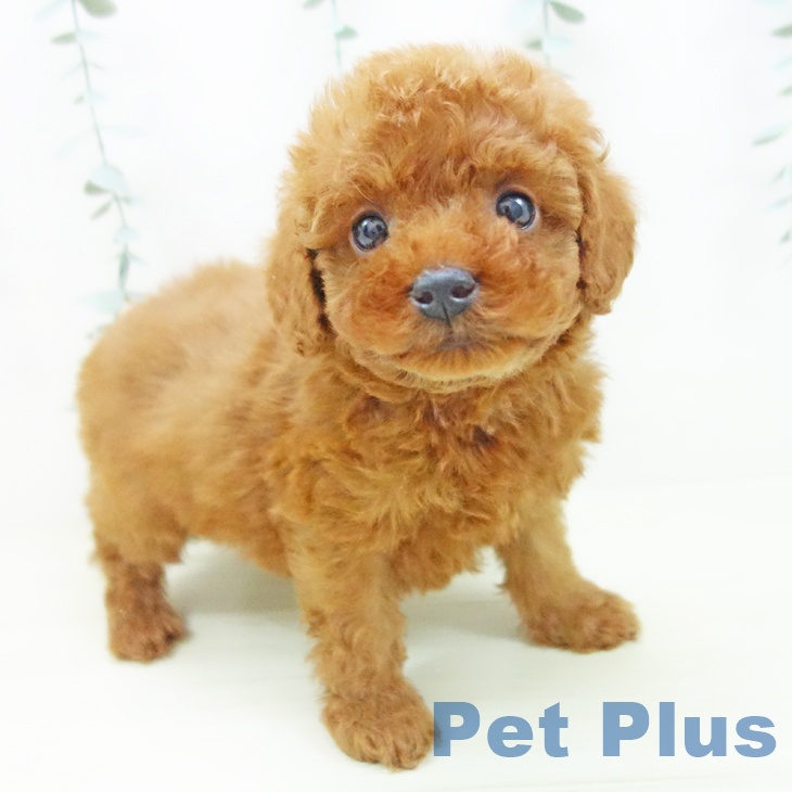 トイ・プードル