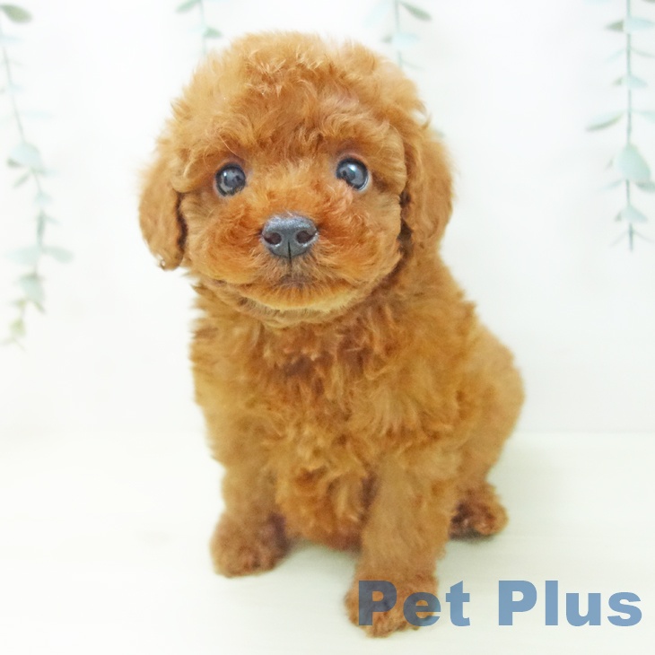 トイ・プードルの写真2