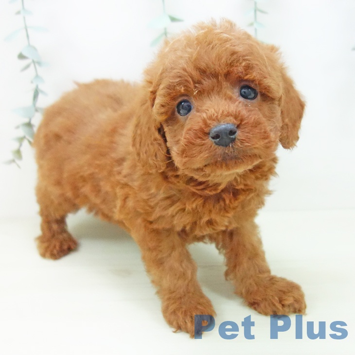 トイ・プードル