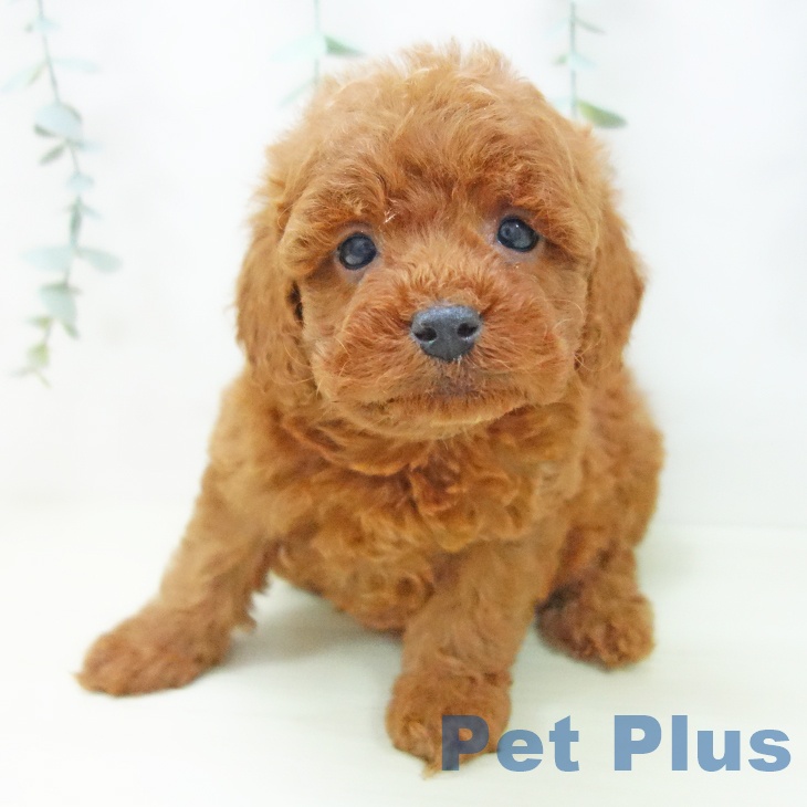 トイ・プードル