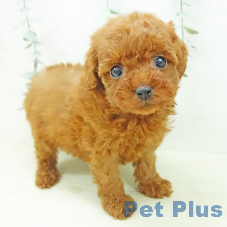 トイ・プードル