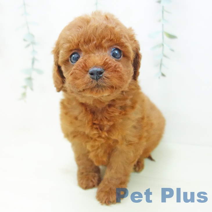 トイ・プードルの写真2