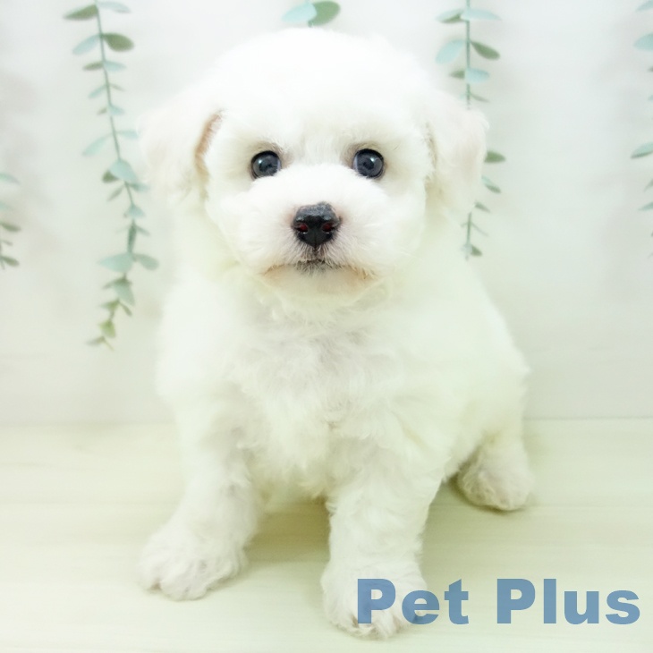 ビション・フリーゼの写真2