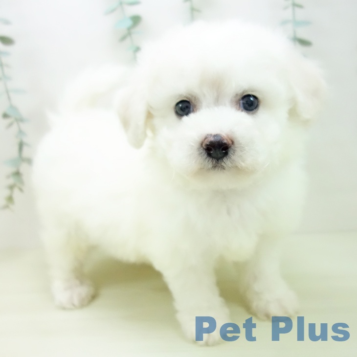 ビション・フリーゼ