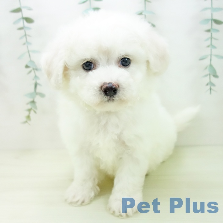 ビション・フリーゼの写真2