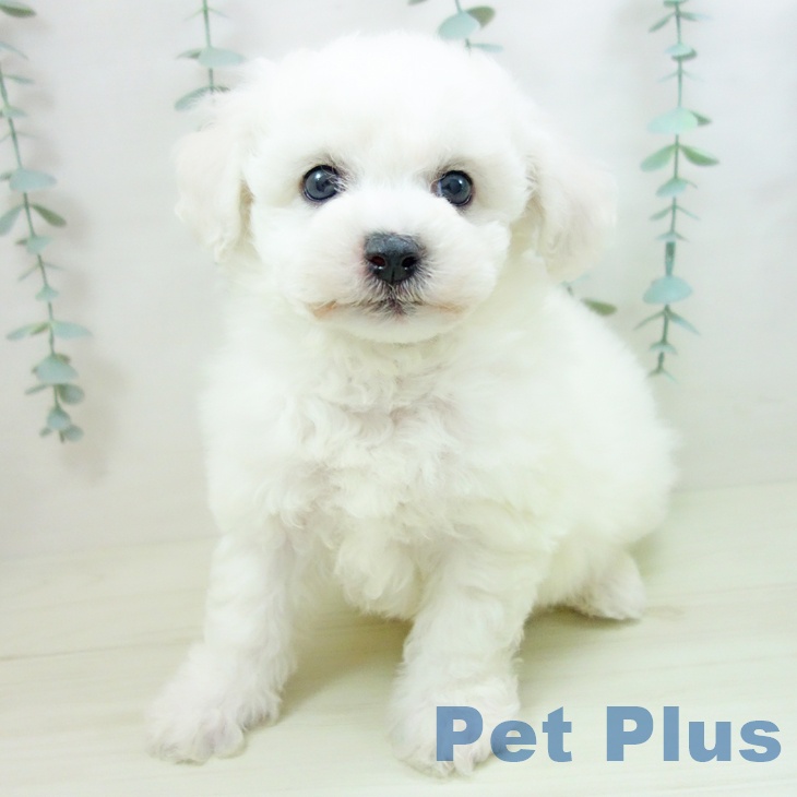 ビション・フリーゼ