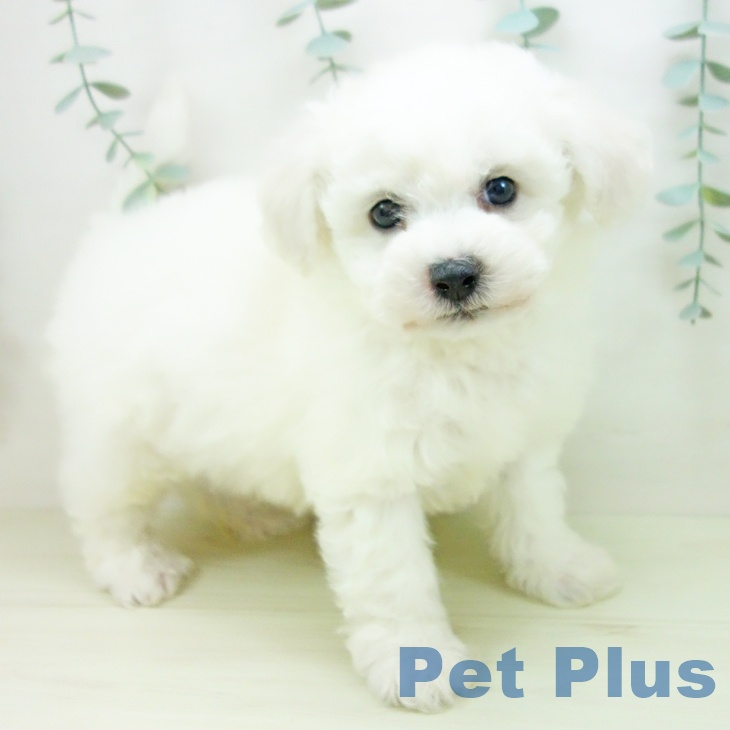 ビション・フリーゼの写真2