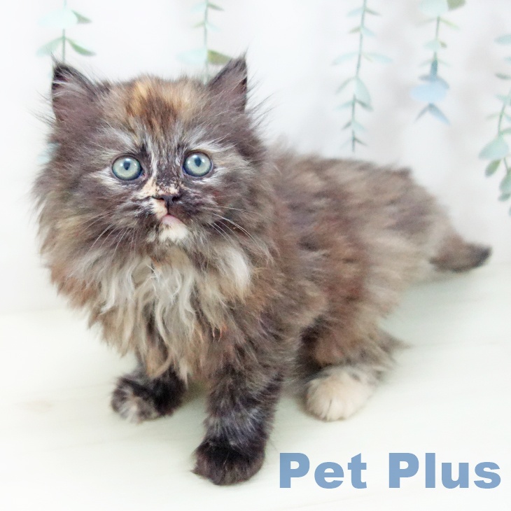 ラガマフィンの写真2