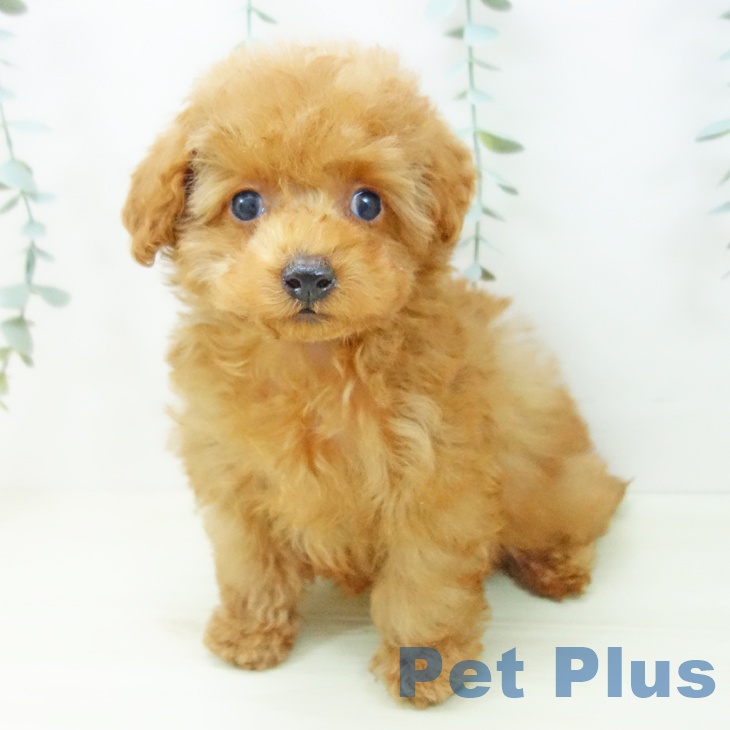 トイ・プードルの写真2