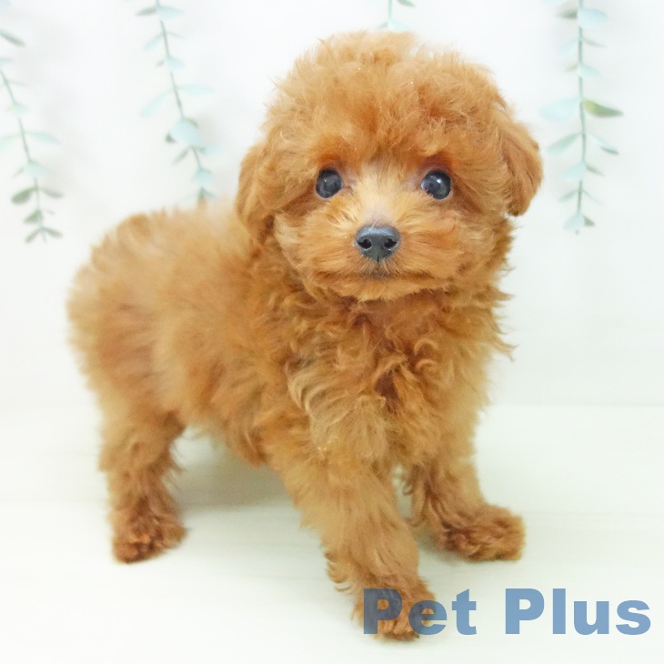 トイ・プードル