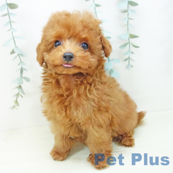 トイ・プードルの写真2