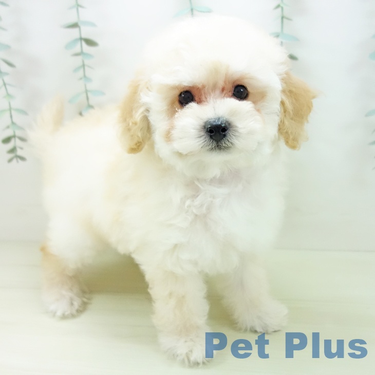 トイ・プードル