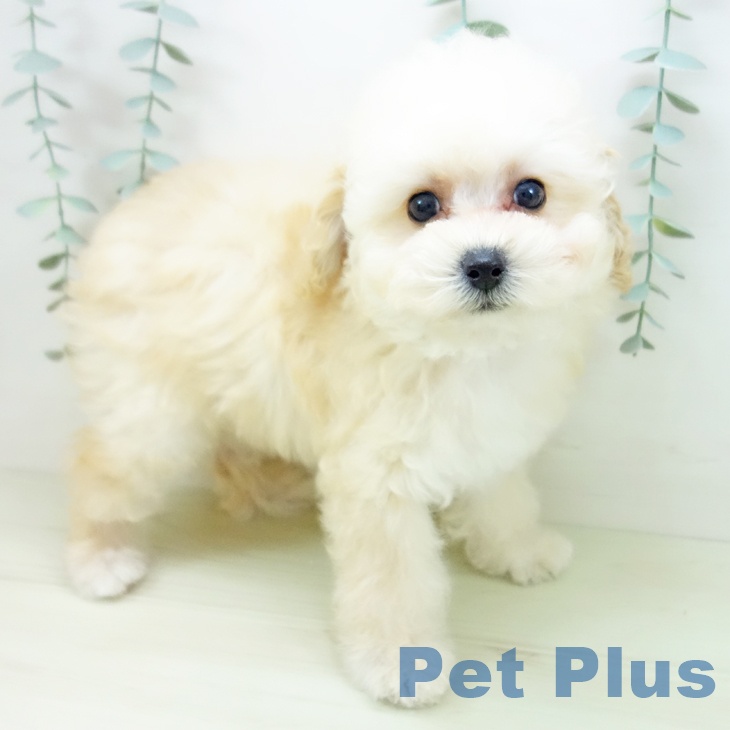 トイ・プードル