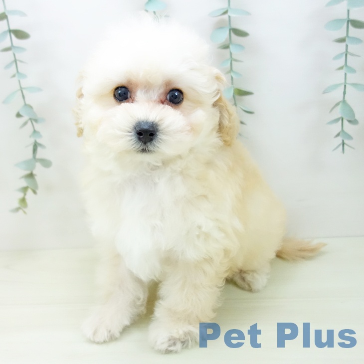 トイ・プードルの写真2