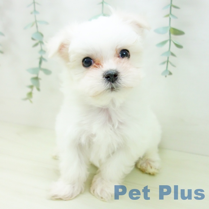 マルチーズの写真2