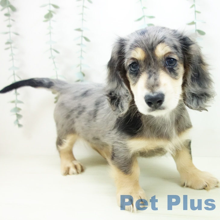 ミニチュア・ダックスフンド