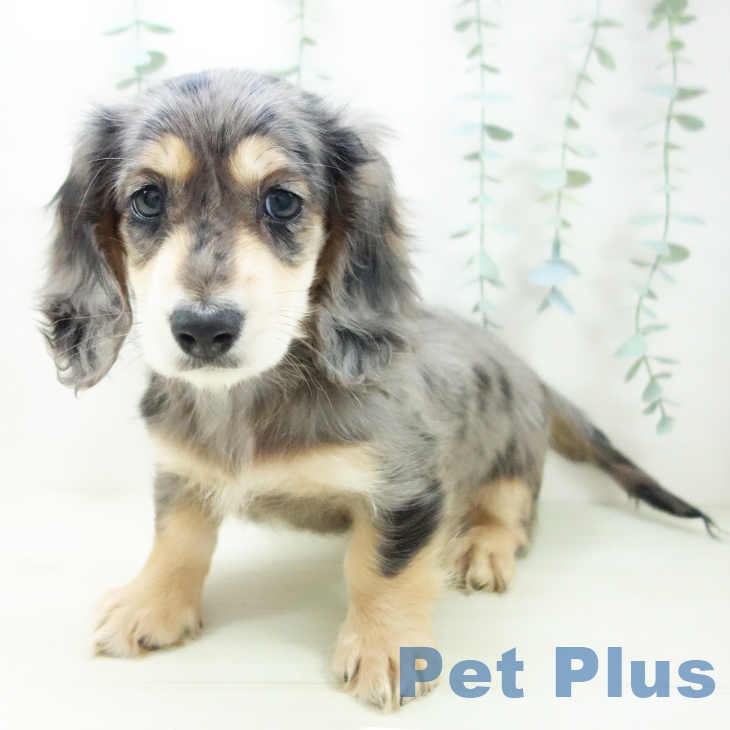 ミニチュア・ダックスフンド