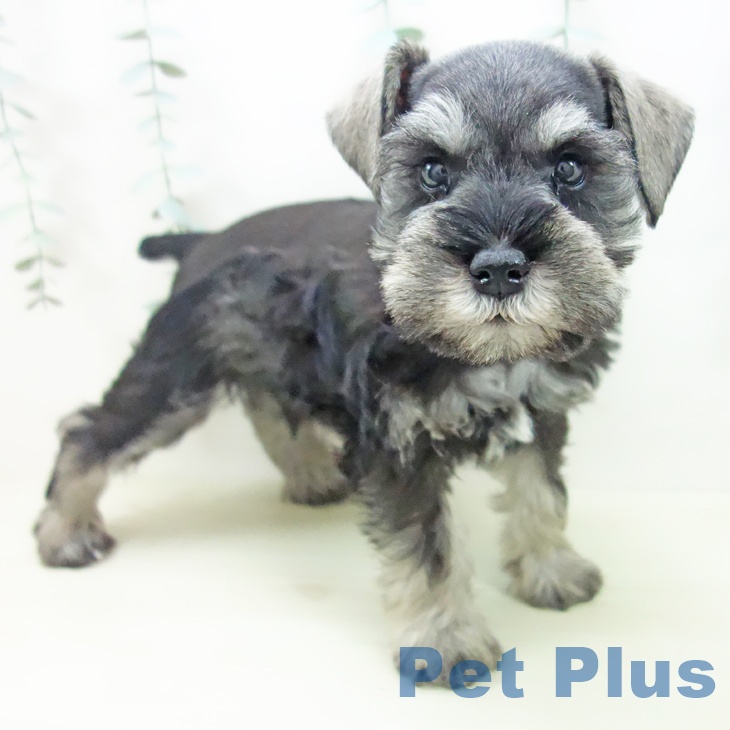 ミニチュア・シュナウザー