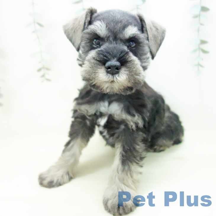 ミニチュア・シュナウザーの写真2