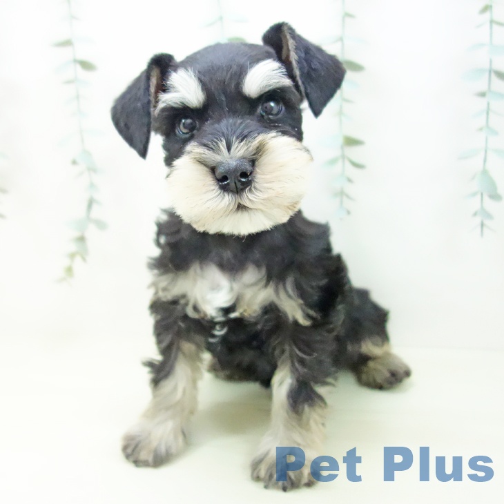 ミニチュア・シュナウザーの写真2